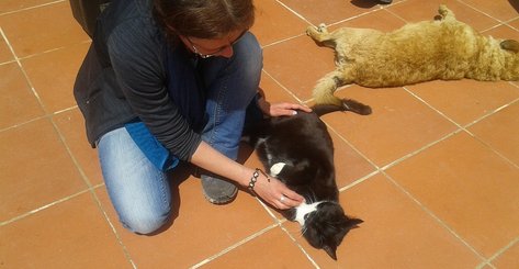 Tierschutzarbeit in Portugal