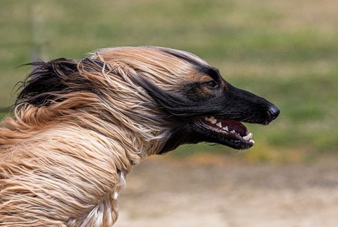 Canicross - Hundesport