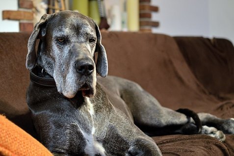 Deutsche Dogge - Seniorhund 