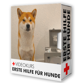 Erste Hilfe beim Hund - Onlinekurs