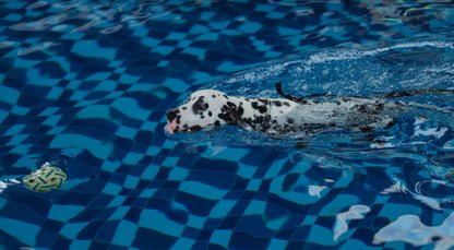 Hundeveranstaltungen - Hunde schwimmen Freibad