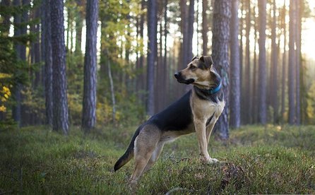 Gps Sender / Tracker für Hunde - Tipps