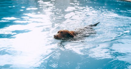 Hundeveranstaltungen - Hundeschwimmen 2023