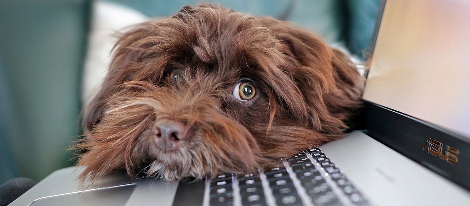 Hundeseminare Online - zusammen mit Hund 