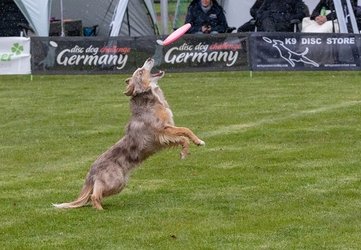 Hundeveranstaltungen - Hundesport