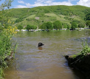 Schwimmen für Hunde an der Mosel