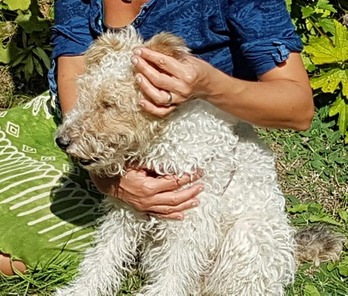 Hundegesundheit - Ohren-TTouch 