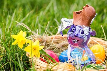Ostern mit Hund - Achtung giftig!  - Schokolade
