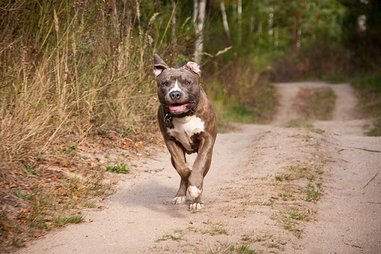 Onlineseminare Hundetraining - Rückruftrainig 