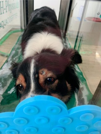 Physiotherapie für Hunde - Hydrotherapie 