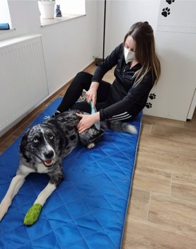 Physiotherapie für Hunde - Wann ist sie sinvoll