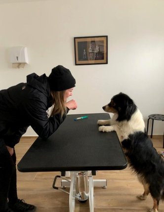 Wieso eigentlich Physiotherapie für Hunde - Gastbeitrag
