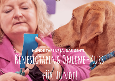 Flöhe bei Hunden - Bekämpfung und Therapiemöglichkeiten