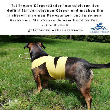Hundetraining Onlineseminar -  Tellington Körperbänder