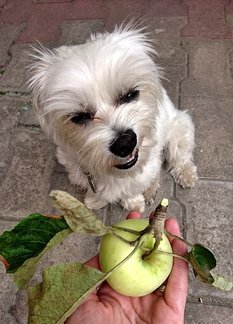Herbst mit Hund - Ernährung 