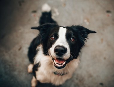 Hundetraining online - Aufmerksamkeit trainieren 
