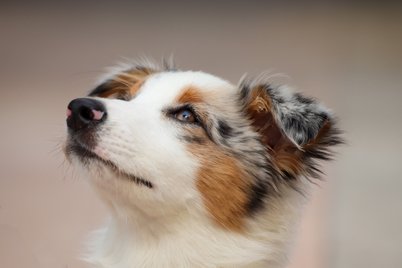 Tierkommunikation bei Hunden