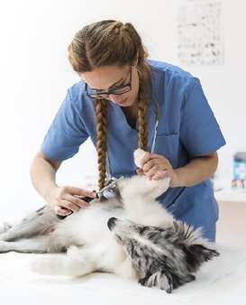 Flöhe bei Hunden - Bekämpfung und Therapiemöglichkeiten