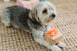 Blog  - Wissenswertes -  Geschenkideen für Hundefreunde
