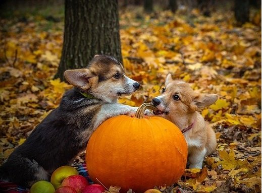 Halloween mit Hund - Tipps  und Rezept für Hundekekse mit Kürbis
