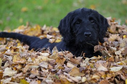 Herbst mit Hund - Fellpflege