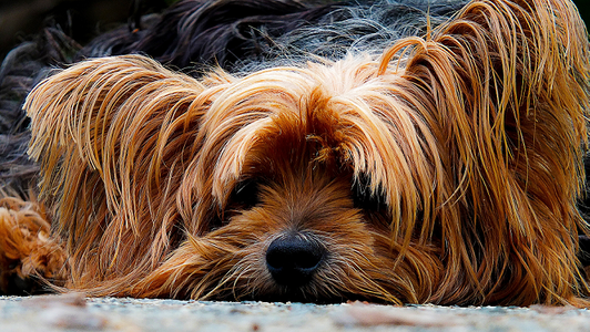 Schmerzen beim Hund erkennen