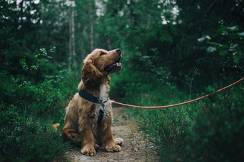 Zecken beim Hund 