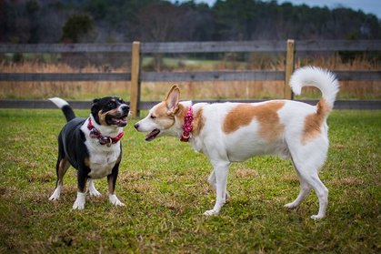 Hundesprache - Hunde beobachten lernen