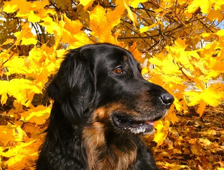 Herbst mit Hund - Tipps 