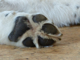 Krallen schneiden und pflegen beim Hund