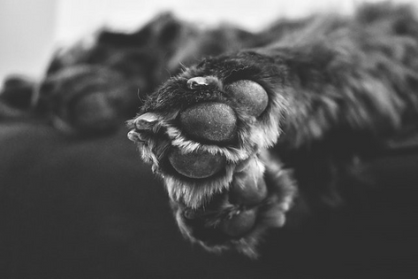 Krallen schneiden beim Hund - Tipps