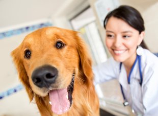 Auwaldzecke beim Hund - Tierarzt
