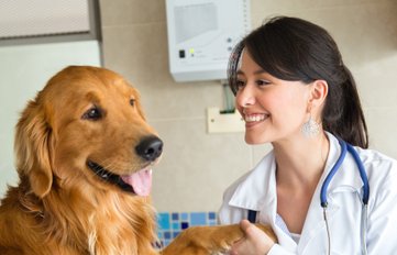 Hundegesundheit- Erste Hilfe beim Hund 