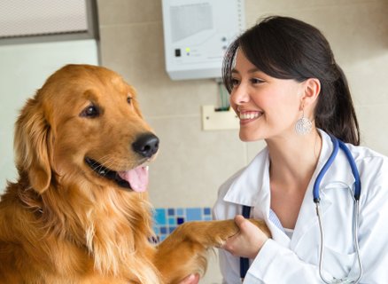 Hundekrankenversicherung - Tipps