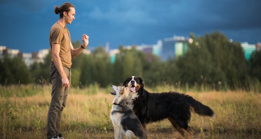 Hundetraining Online - Hundesprache und Körpersprache 