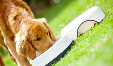 Hundegesundheit - Hundeernährung