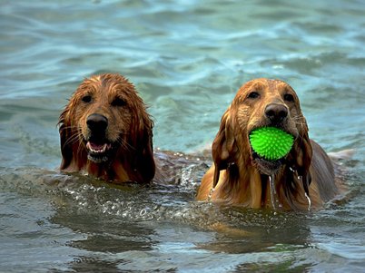 Sommer mit Hund - Schwimmen 