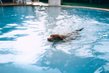 Blog  - Wissenswertes - Sommer mit Hund Tipps