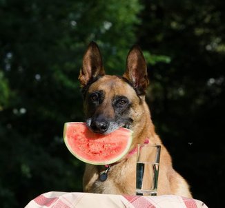 Sommer mit Hund -  Wassermelone 