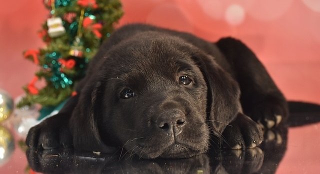 Weihnachten ist stressig für Hunde - Tipps für entspannte Weihnachten mit Hund 