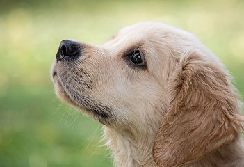 Dog Care - der Gesundheitspass für Hunde